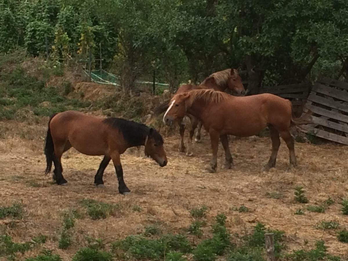 Casa Rural El Rincon De Maria Villoslada de Cameros Eksteriør bilde